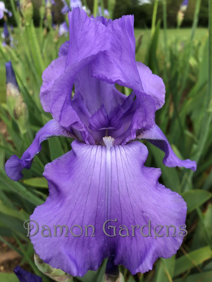 Iris First Violet
